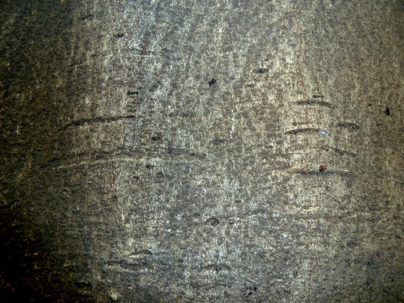 Ficus polita photo 2