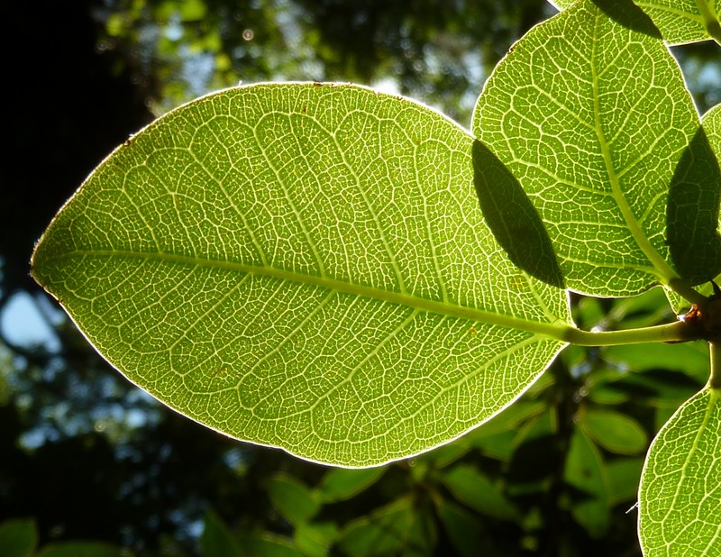 Ficus polita photo 3