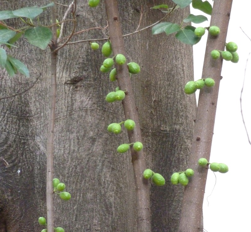 Ficus polita photo 4