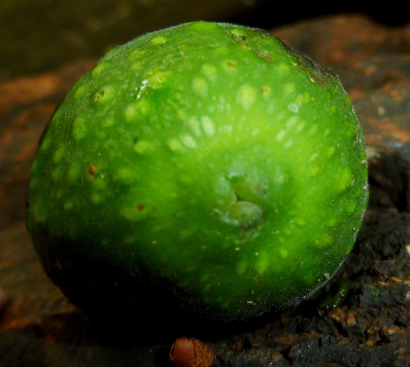 Ficus polita photo 5