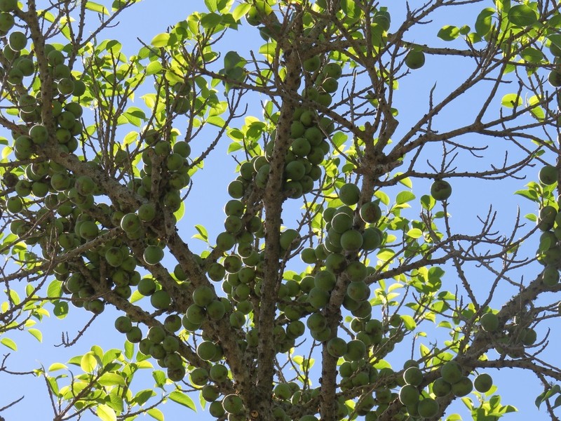 Ficus polita photo 6