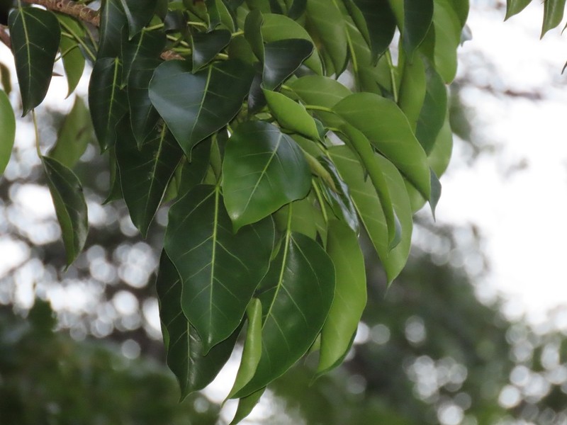 Ficus polita photo 7
