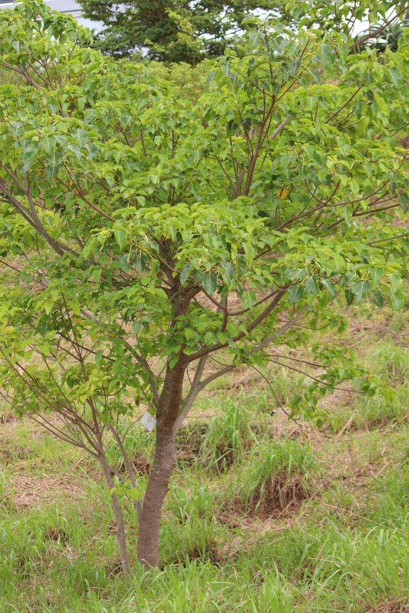 Ficus polita subsp. polita