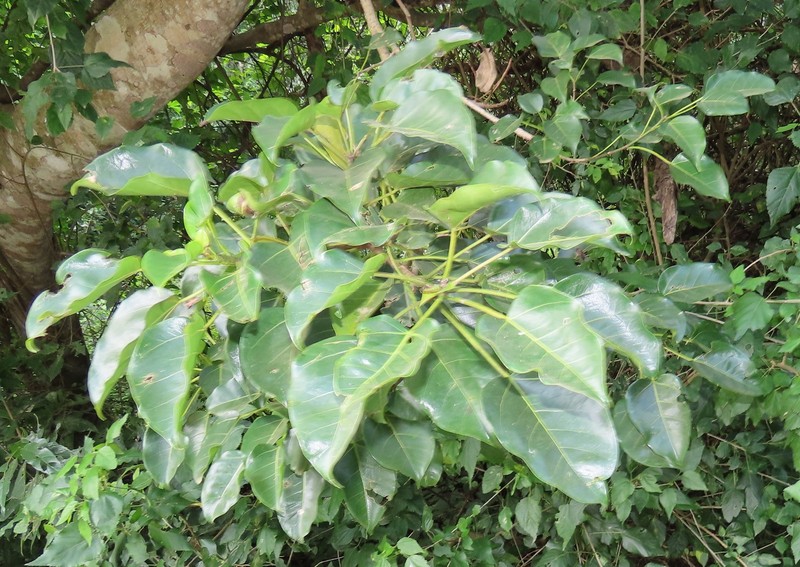 Ficus polita subsp. polita photo 2