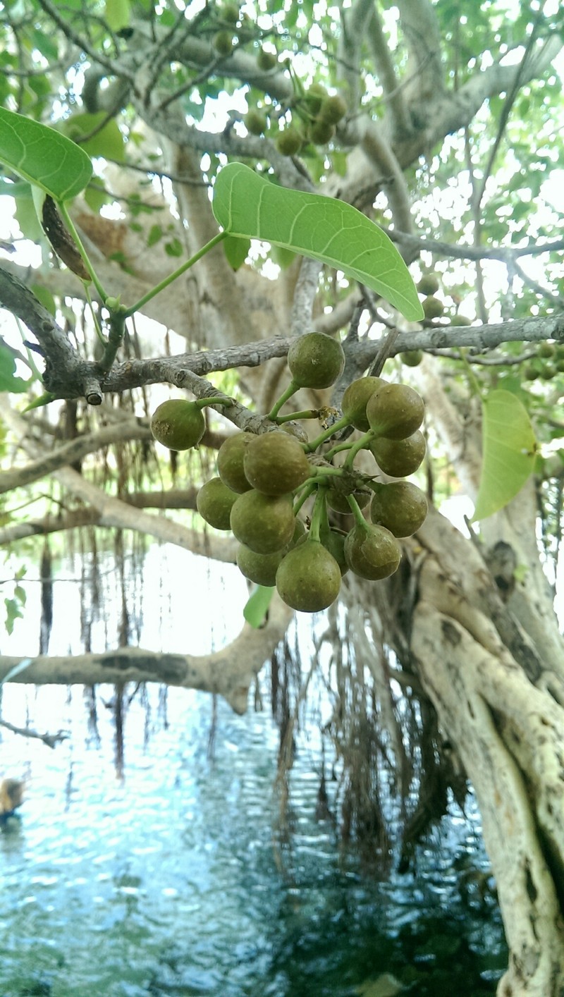 Ficus polita subsp. polita photo 4
