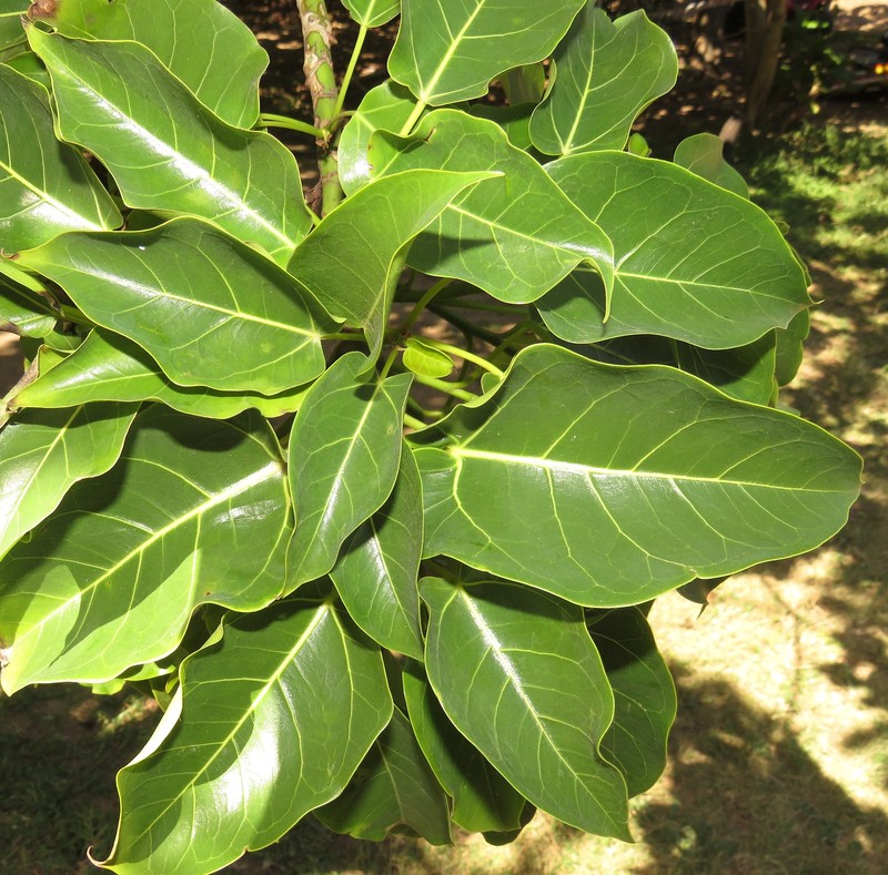 Ficus polita subsp. polita photo 6
