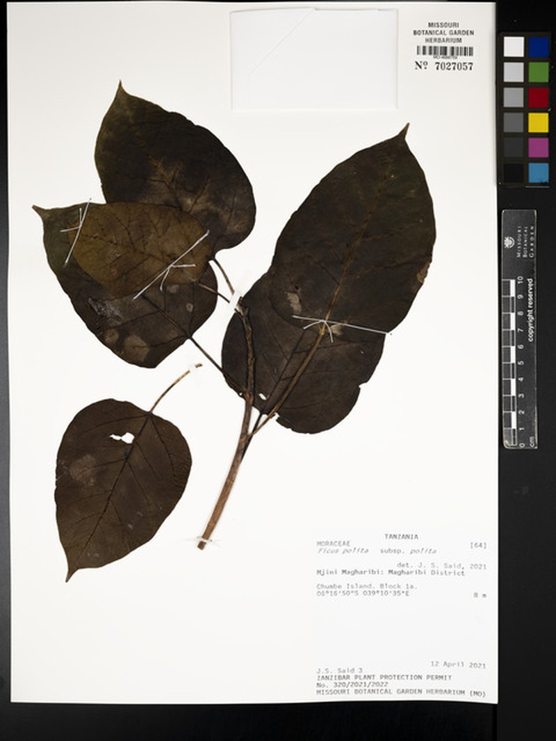 Ficus polita subsp. polita photo 7