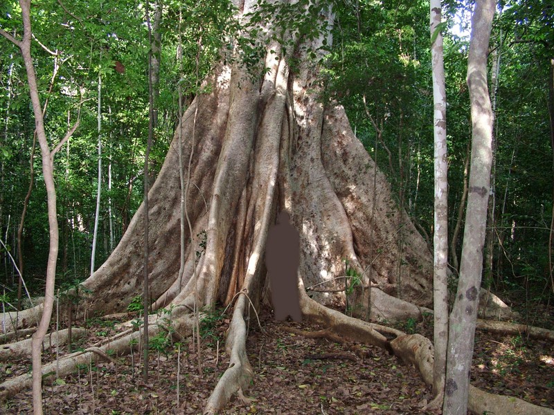 Ficus politoria photo 2