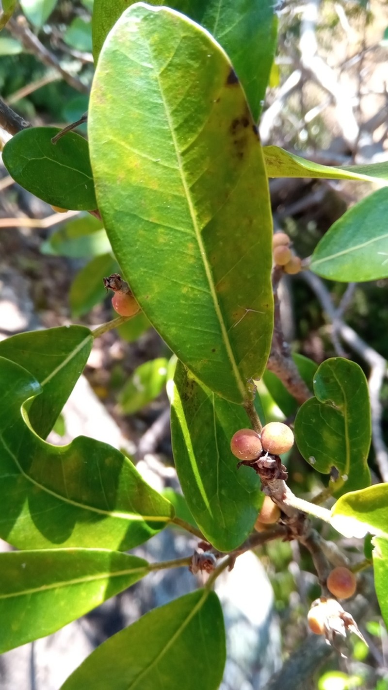 Ficus politoria photo 3