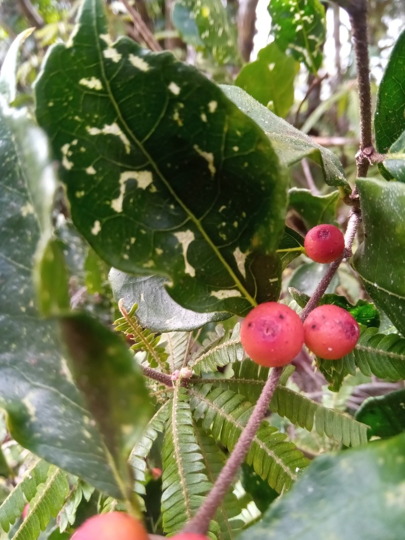 Ficus politoria photo 6