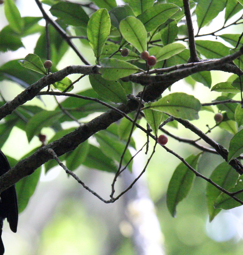 Ficus politoria photo 7