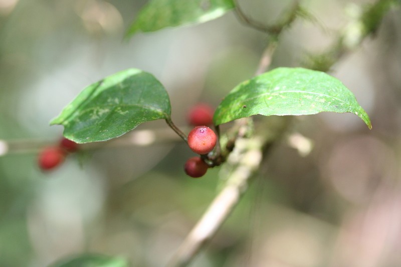 Ficus politoria photo 8