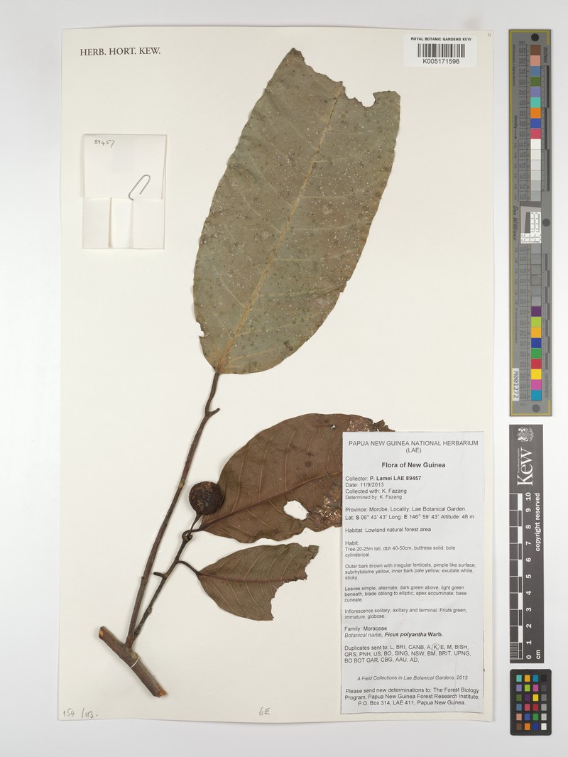 Ficus polyantha