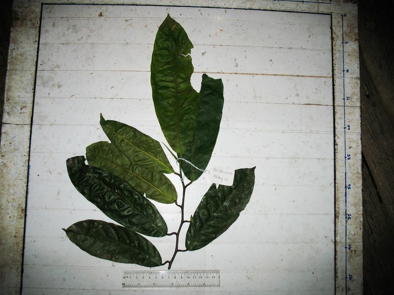 Ficus polyantha photo 2