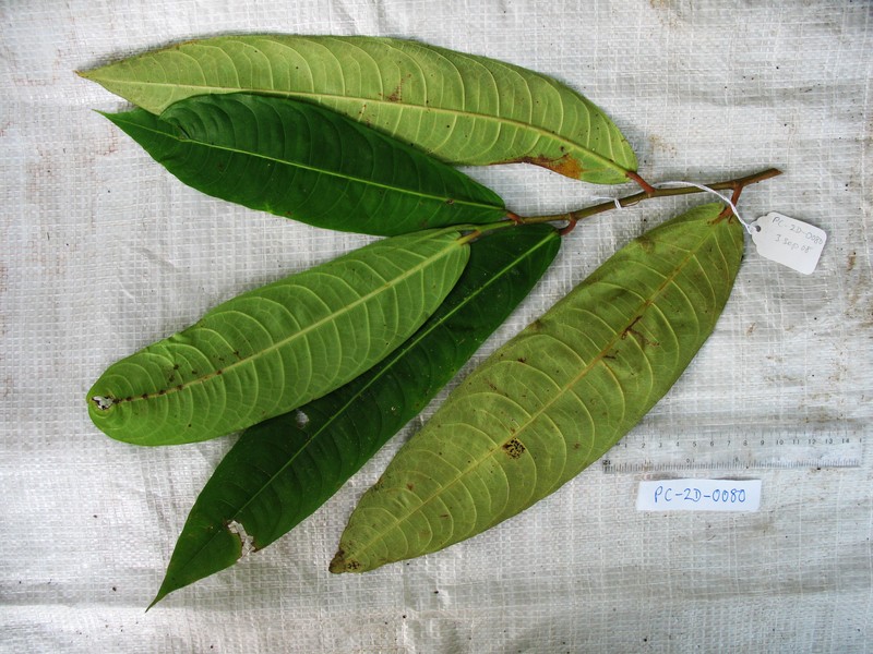 Ficus polyantha photo 3