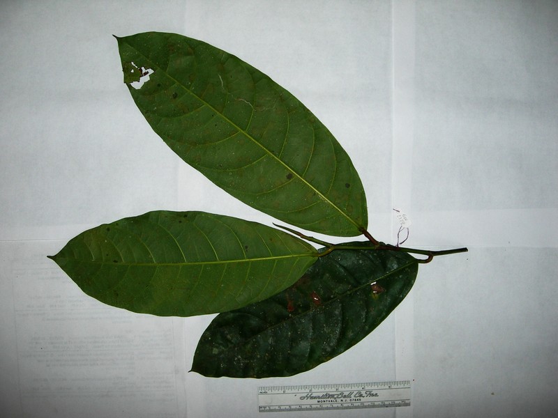 Ficus polyantha photo 4