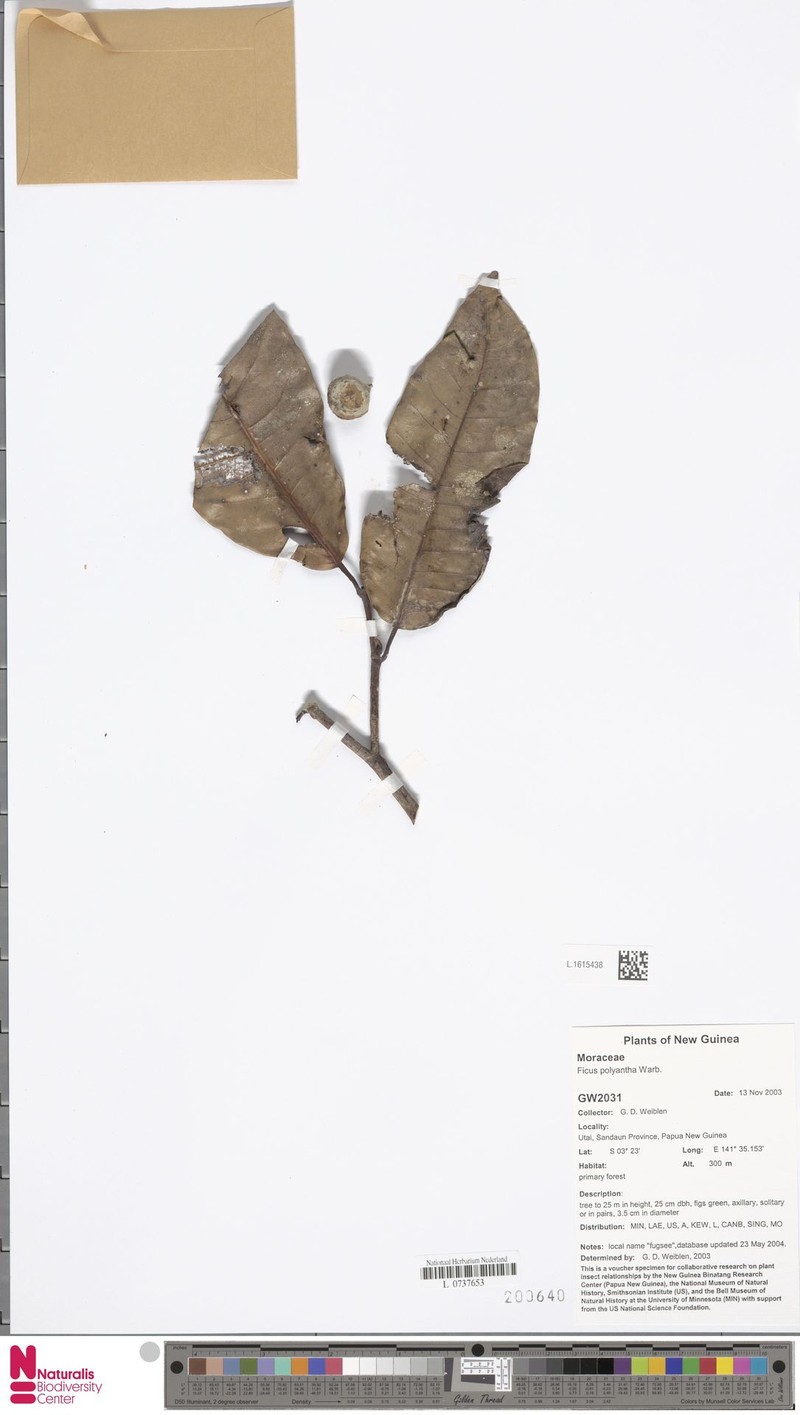 Ficus polyantha photo 5