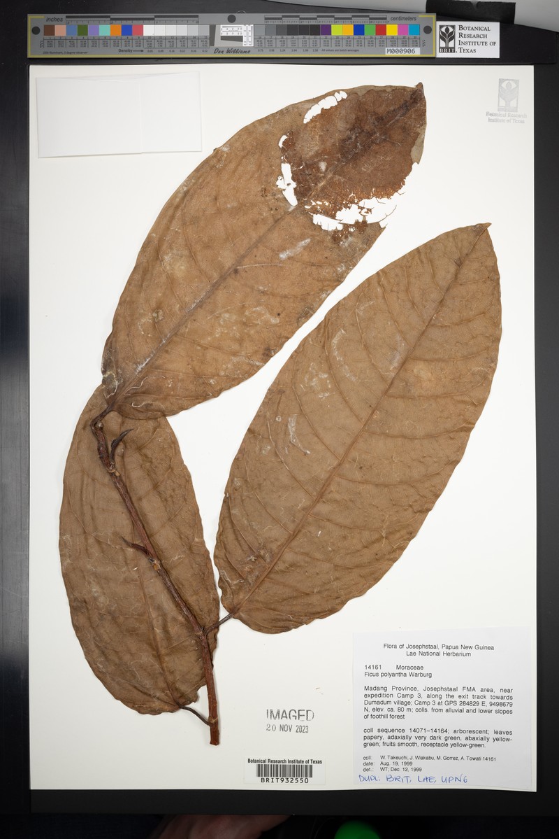 Ficus polyantha photo 7