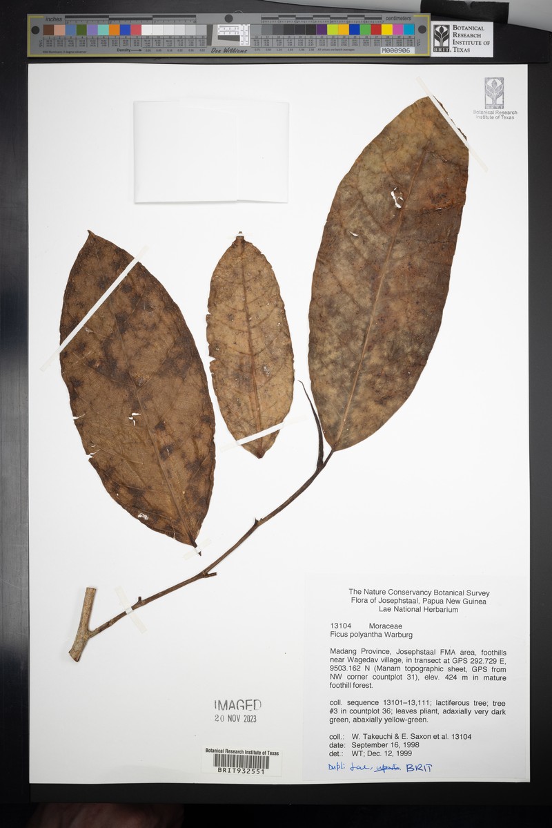 Ficus polyantha photo 8