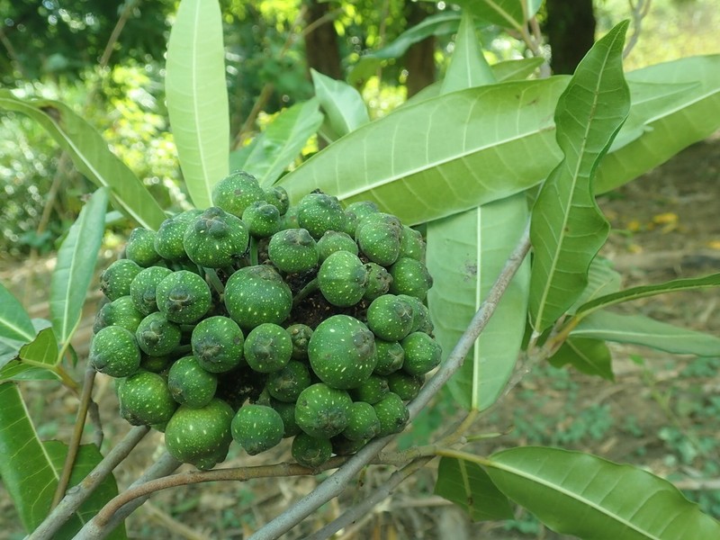 Ficus polyphlebia