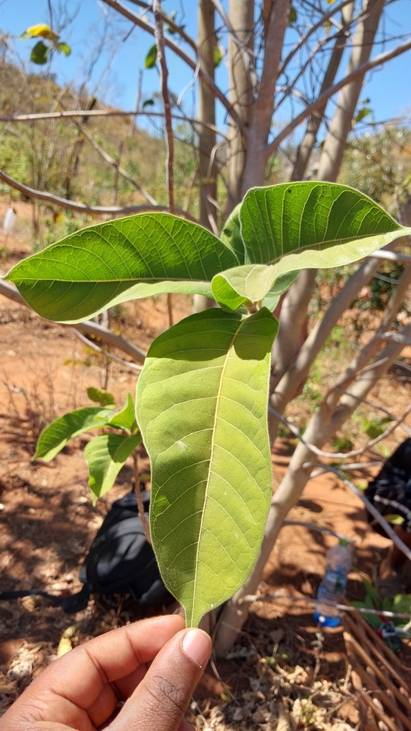 Ficus polyphlebia photo 2