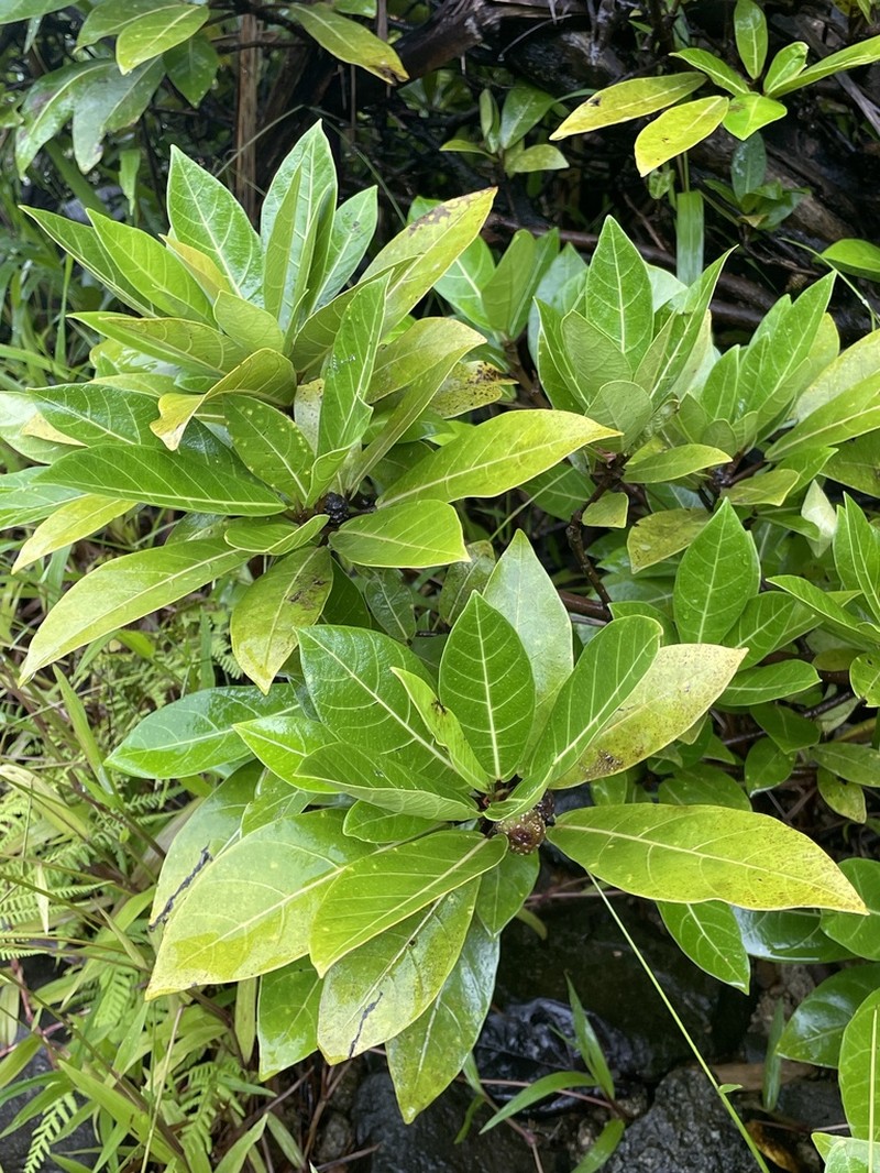 Ficus polyphlebia photo 3