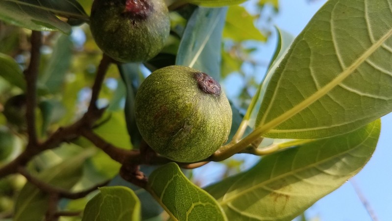 Ficus polyphlebia photo 4