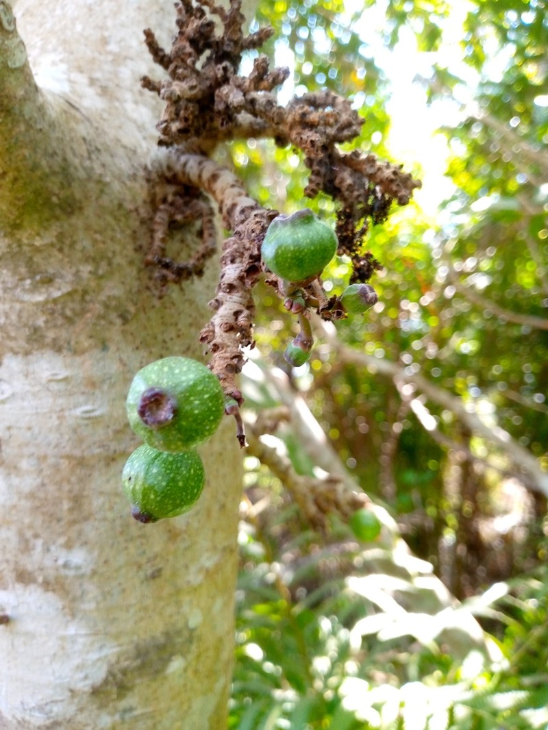Ficus polyphlebia photo 5