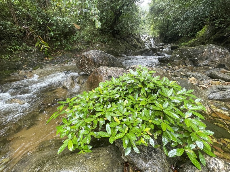 Ficus polyphlebia photo 6