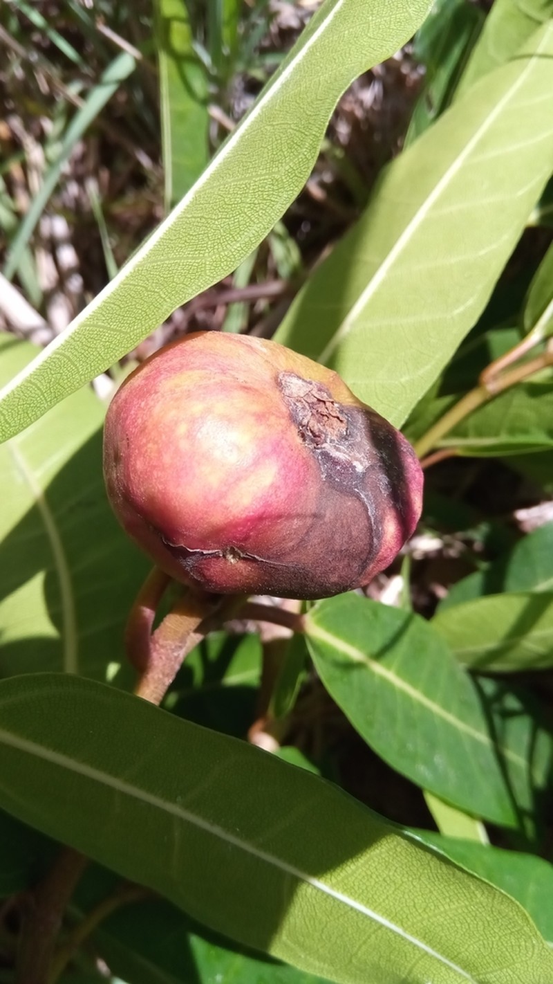 Ficus polyphlebia photo 7