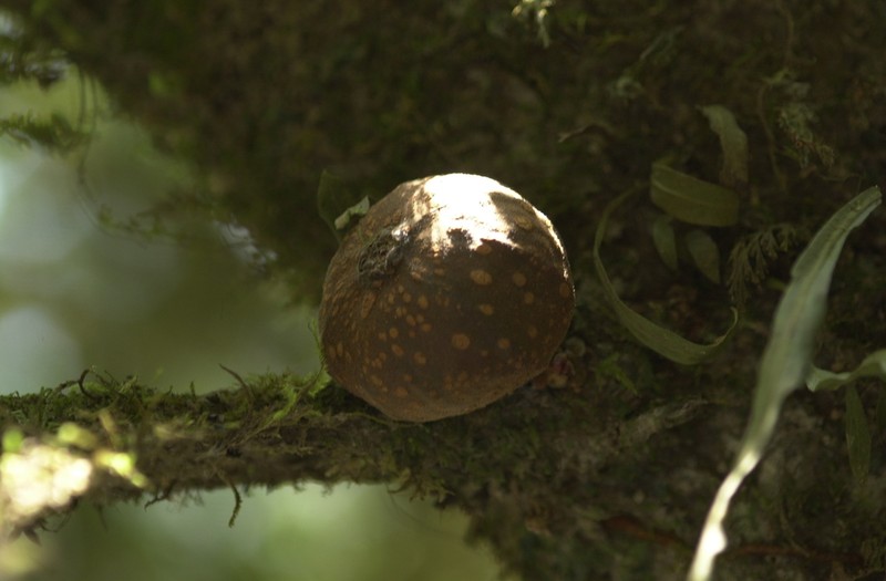 Ficus polyphlebia photo 8
