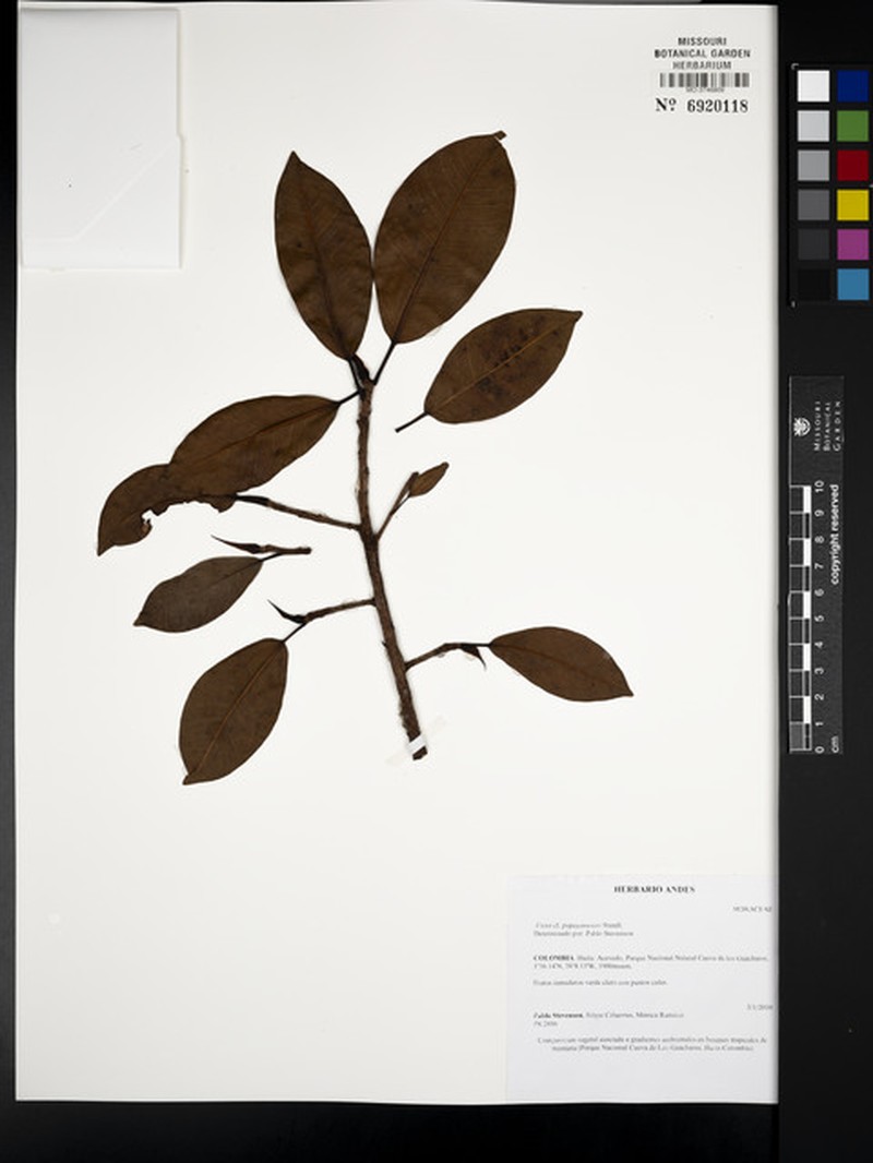Ficus popayanensis