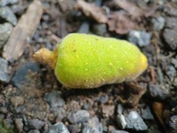Ficus popenoei