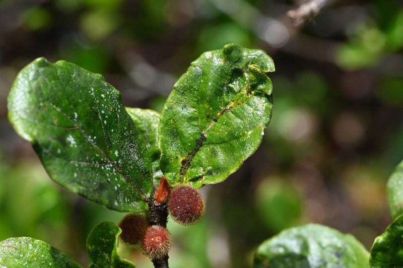 Ficus popenoei photo 2