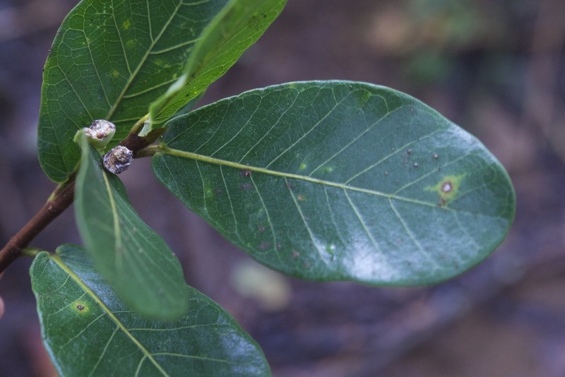 Ficus popenoei photo 3
