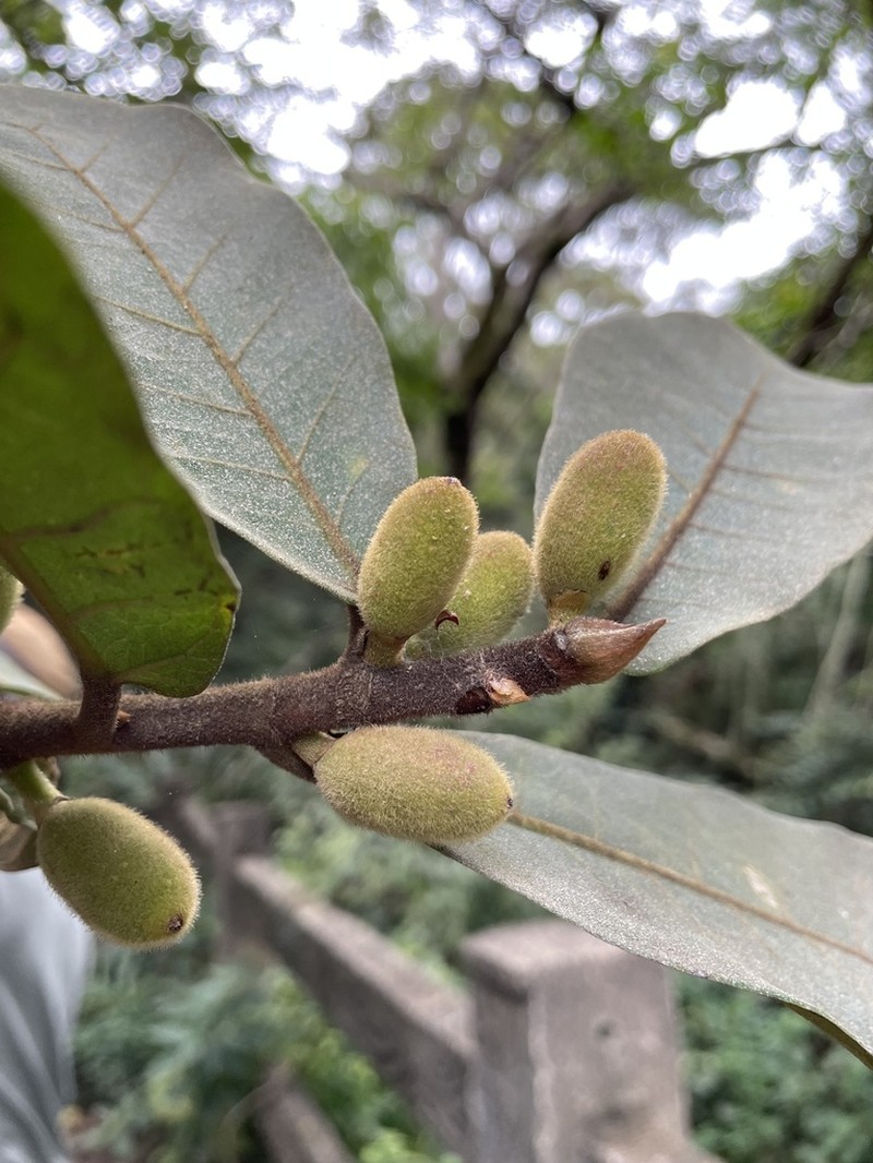 Ficus popenoei photo 4