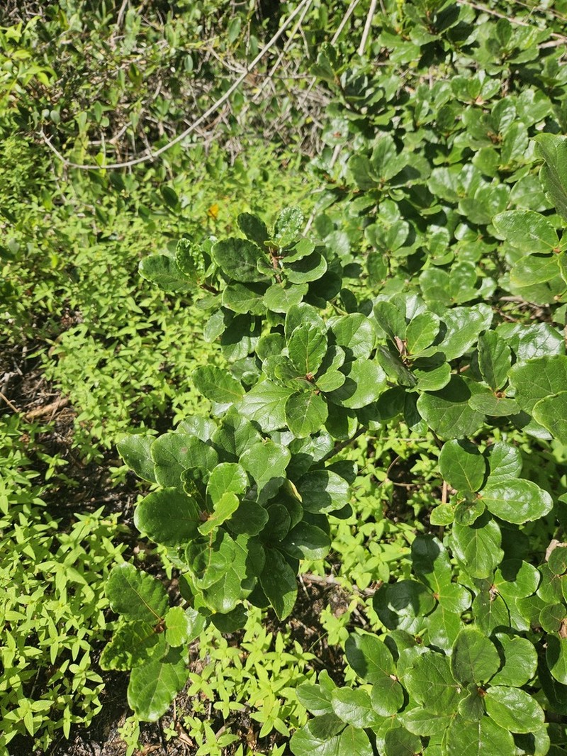 Ficus popenoei photo 5
