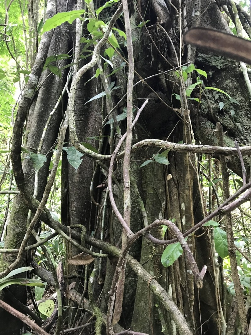 Ficus popenoei photo 6