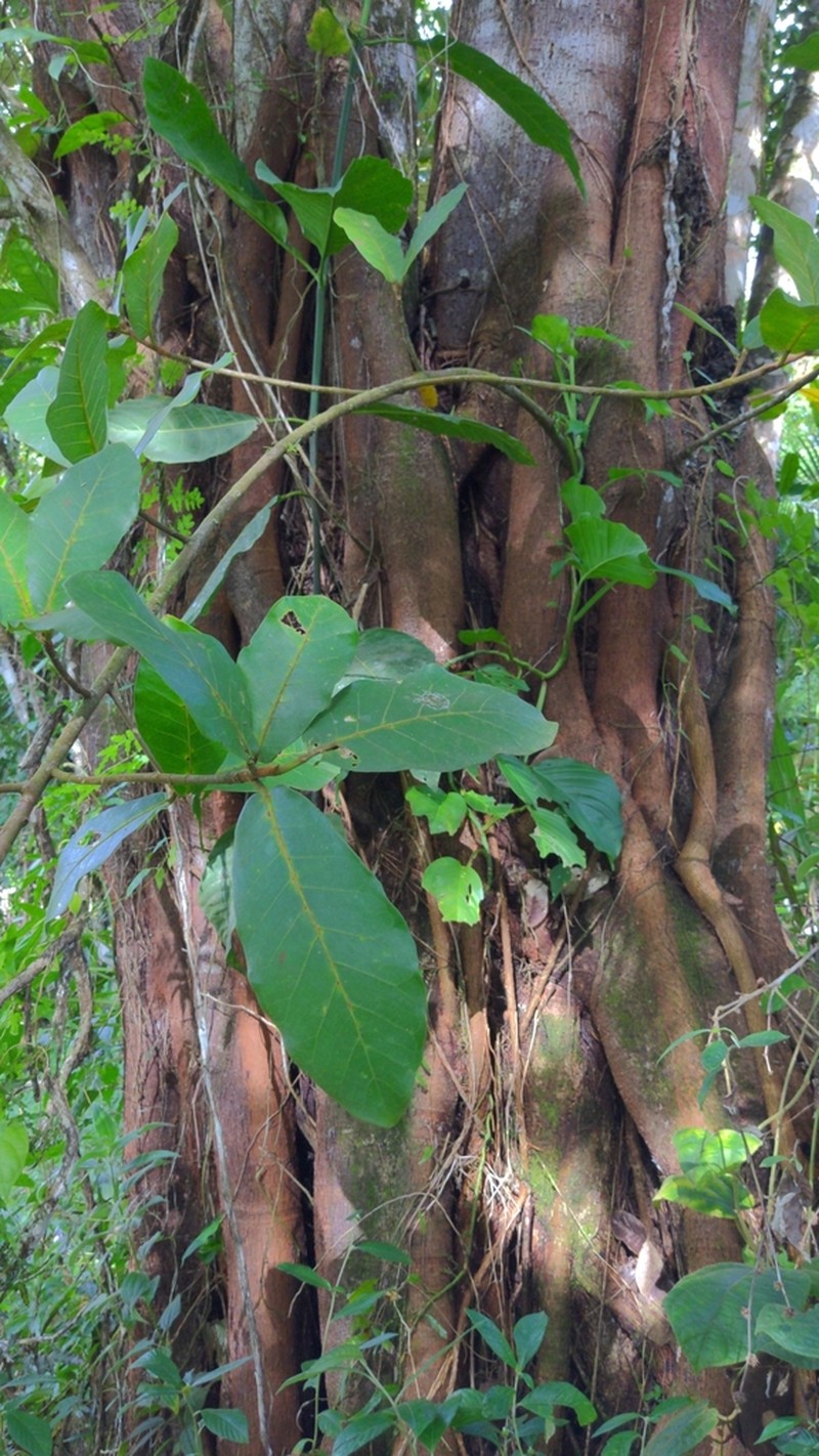 Ficus popenoei photo 7