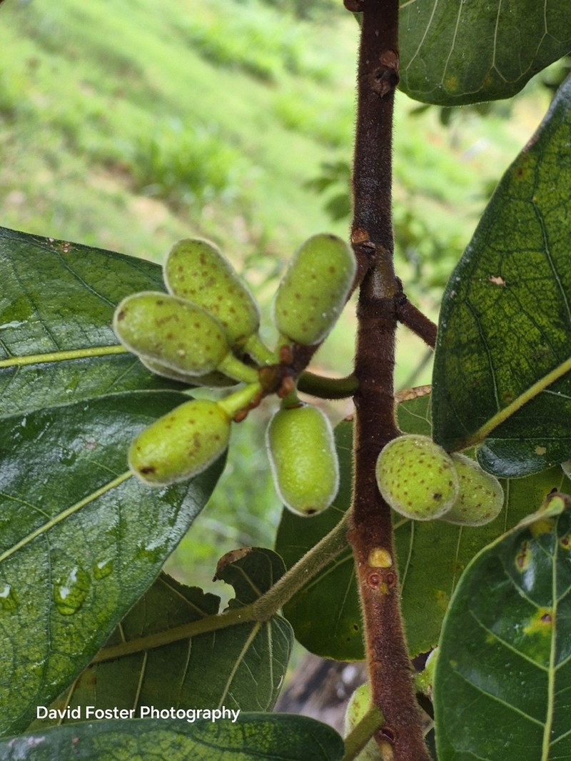 Ficus popenoei photo 8