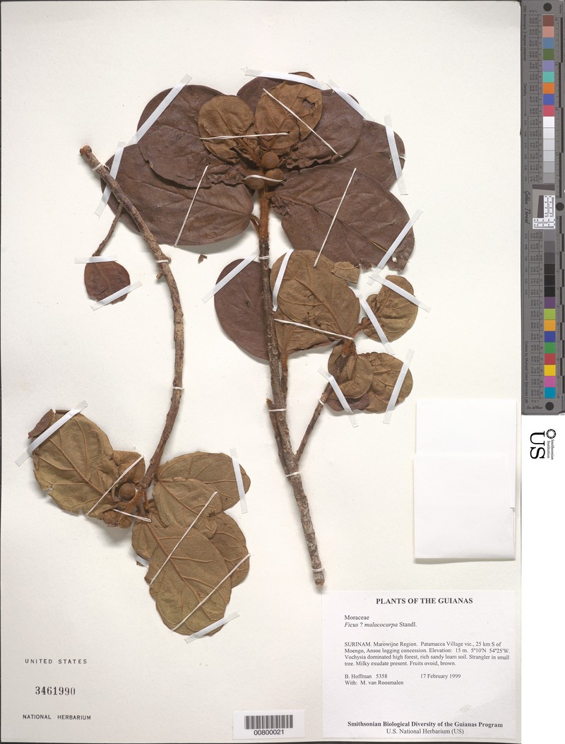 Ficus popenoei subsp. malacocarpa photo 2