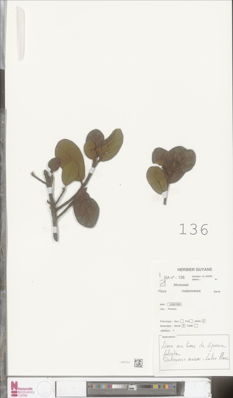 Ficus popenoei subsp. malacocarpa photo 3