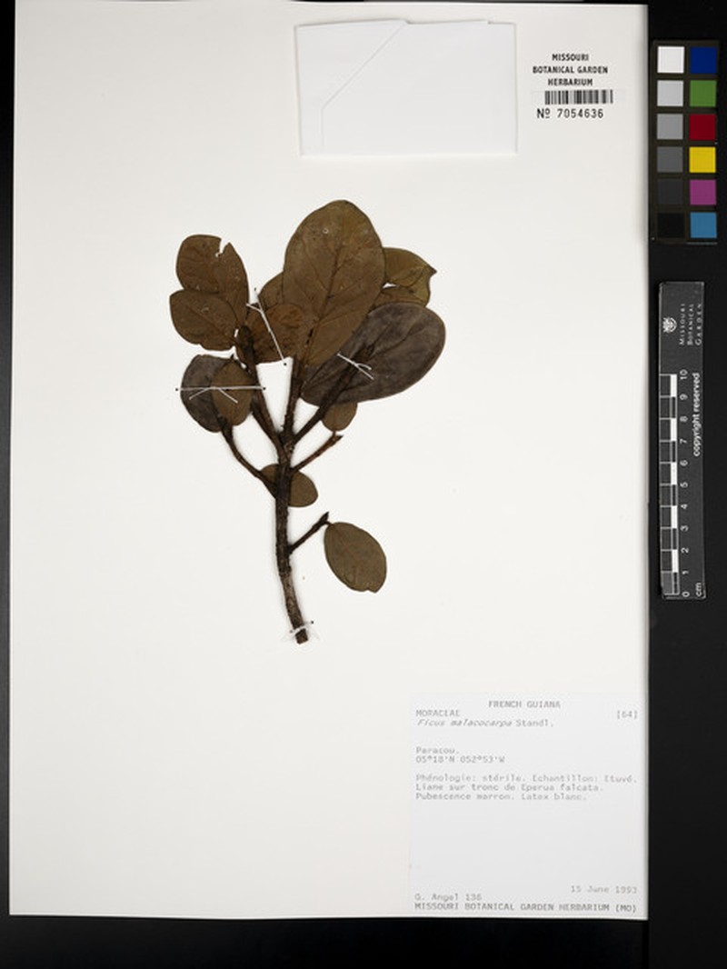 Ficus popenoei subsp. malacocarpa photo 4