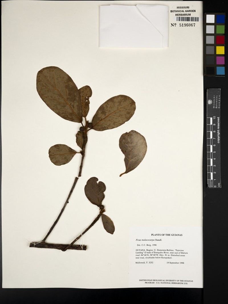 Ficus popenoei subsp. malacocarpa photo 5