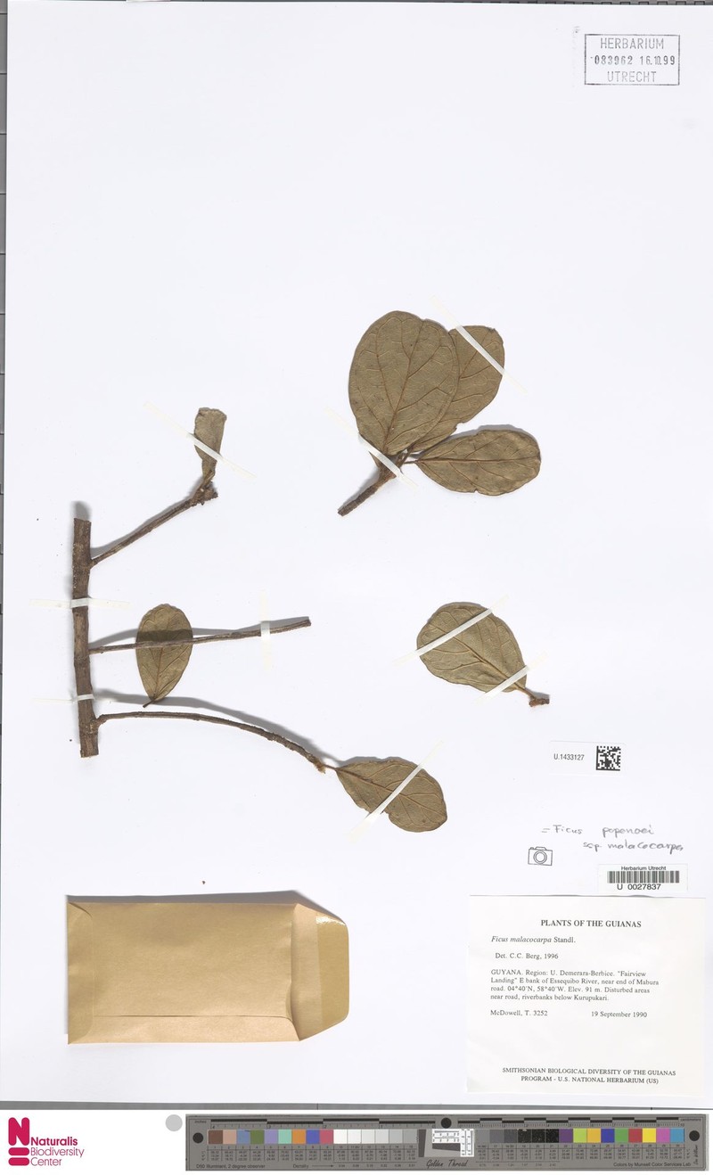 Ficus popenoei subsp. malacocarpa photo 6