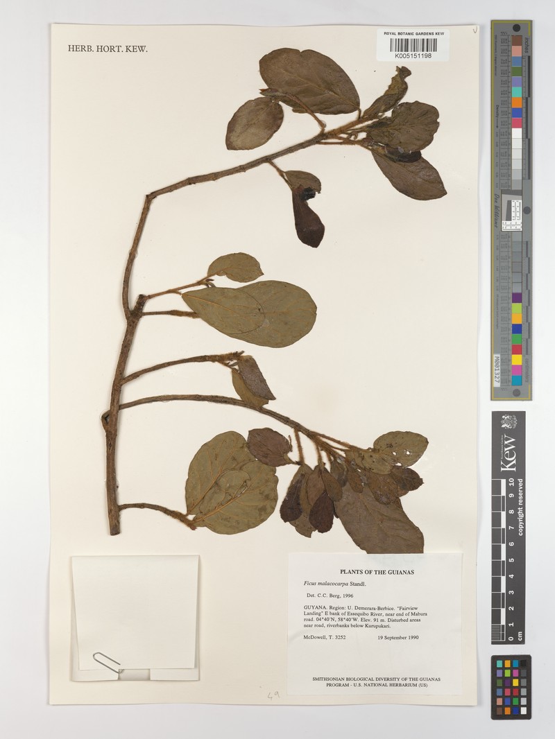 Ficus popenoei subsp. malacocarpa photo 7