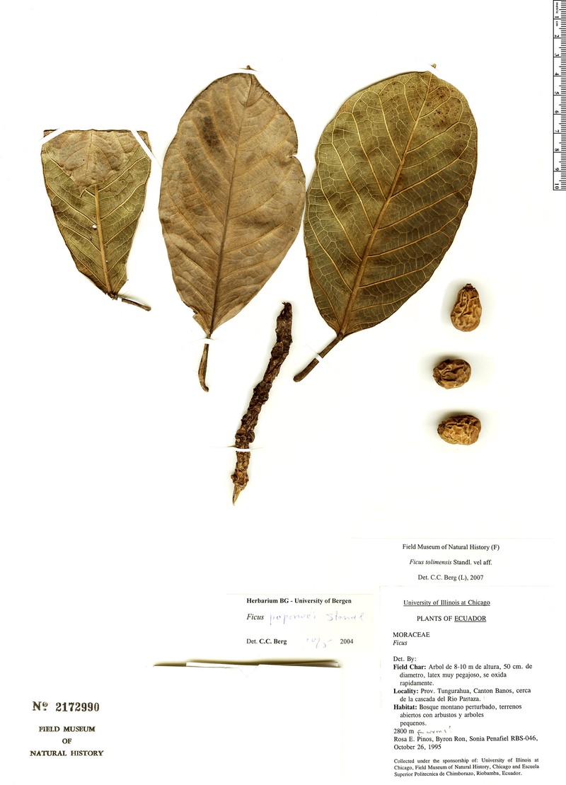 Ficus popenoei subsp. popenoei