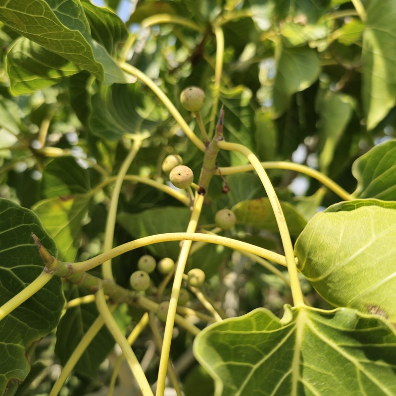 Ficus populifolia photo 2