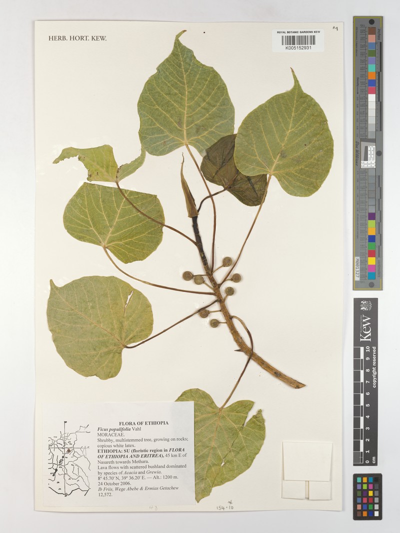 Ficus populifolia photo 3