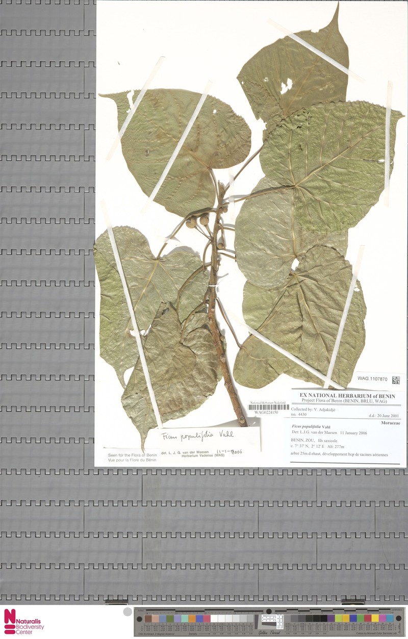 Ficus populifolia photo 4